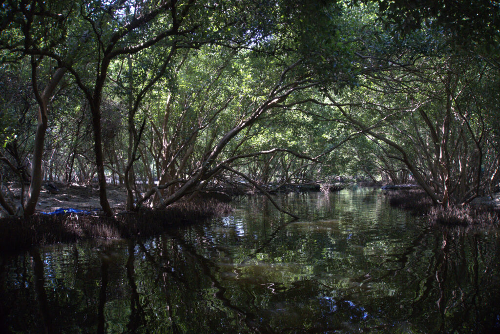 Mangrove Forest