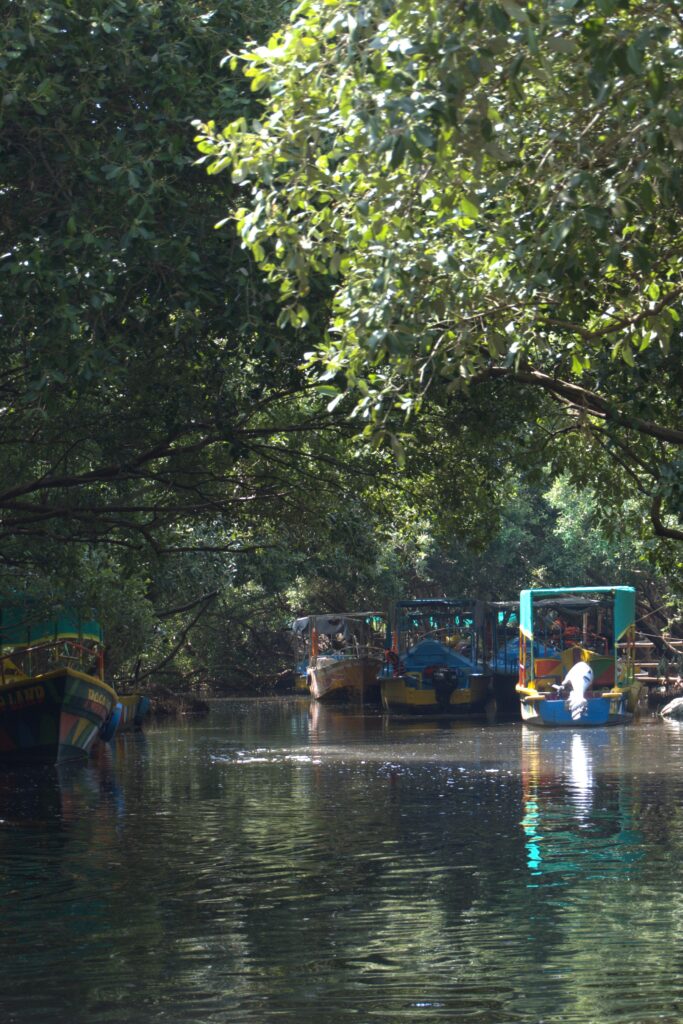 Mangrove Forest