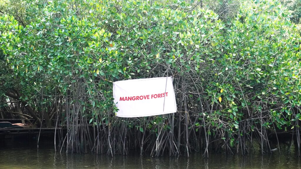 Mangrove Forest