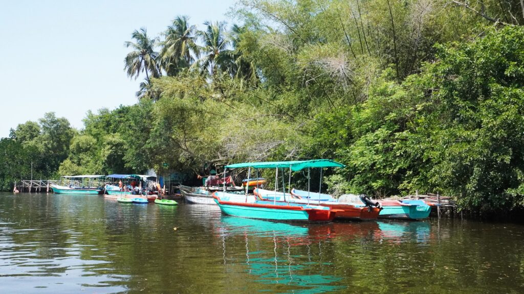 Mangrove Forest